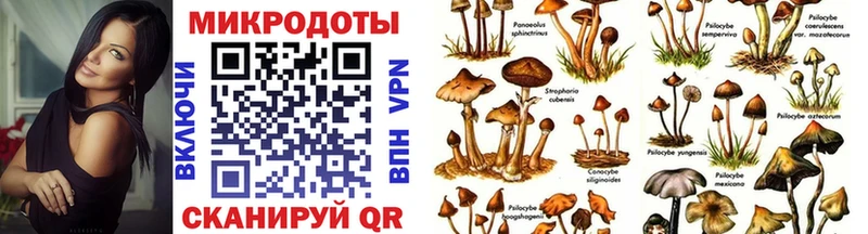 Псилоцибиновые грибы Psilocybe  Купить где  Злынка 